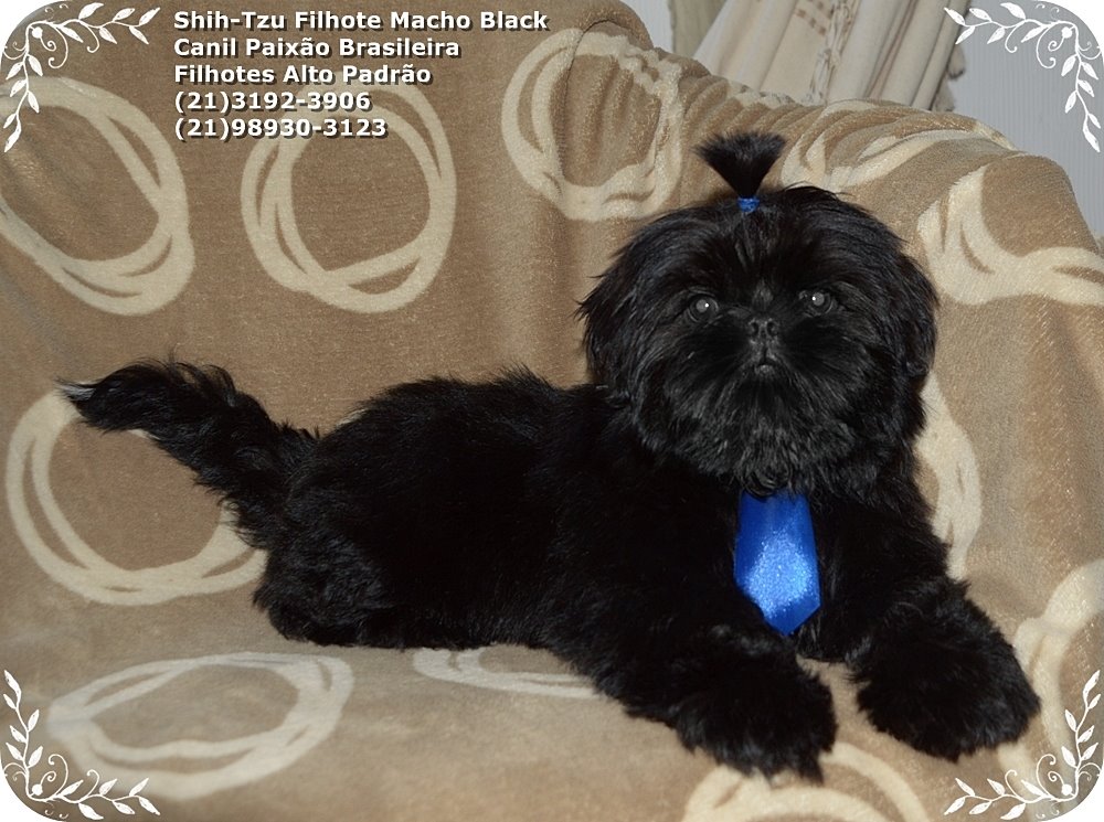 filhote de cachorro shih tzu à venda